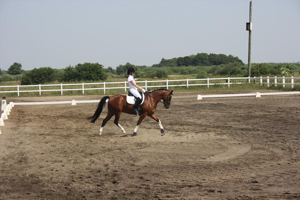 Anden særlig race Pinochio billede 11