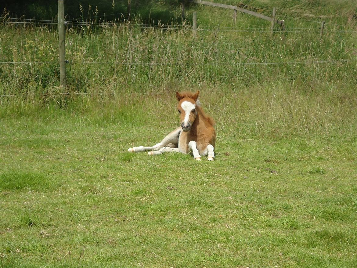 Dansk Miniature Kidings One and Only billede 14