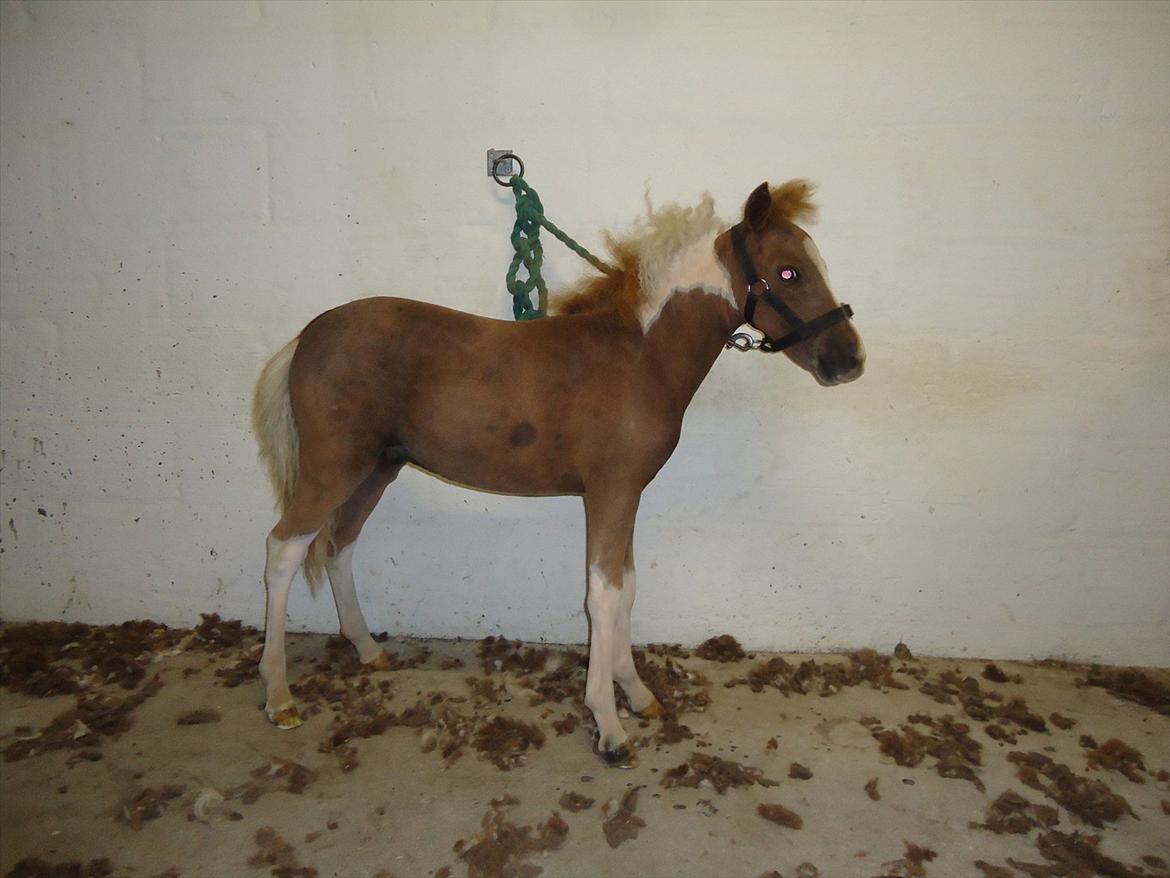 Dansk Miniature Kidings One and Only - Ny klippet d. 4-8-2011 billede 15