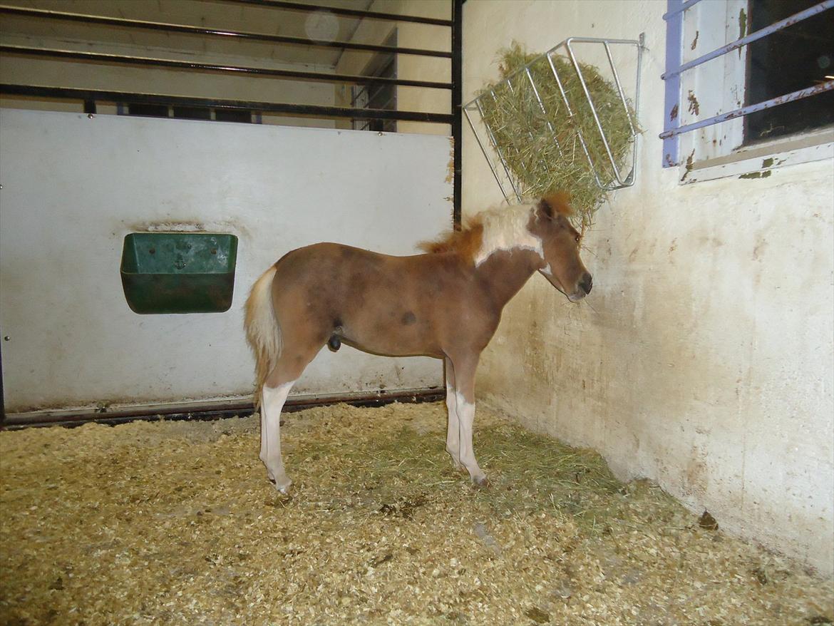 Dansk Miniature Kidings One and Only - Ny klippet d- 4-8-2011 billede 16