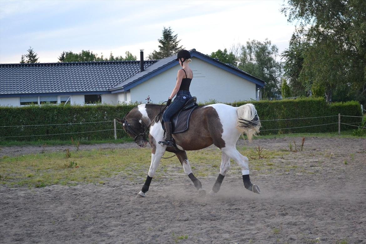 Anden særlig race Peanut<3 billede 18