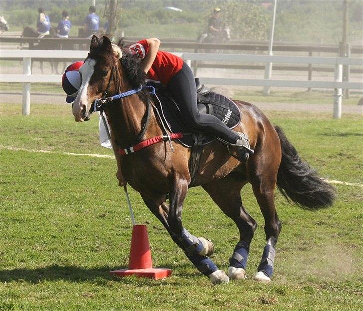 Norsk Sportspony Flying Amy - Sverige 2011 billede 5