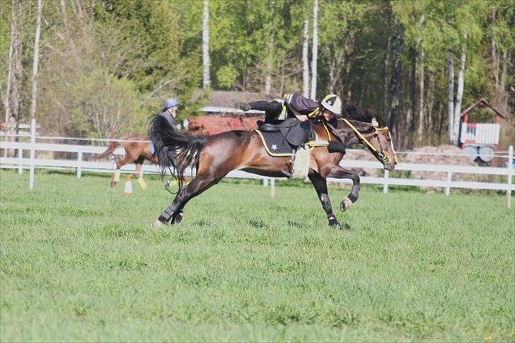 Norsk Sportspony Flying Amy - 2011 første lagkonkurranse billede 6