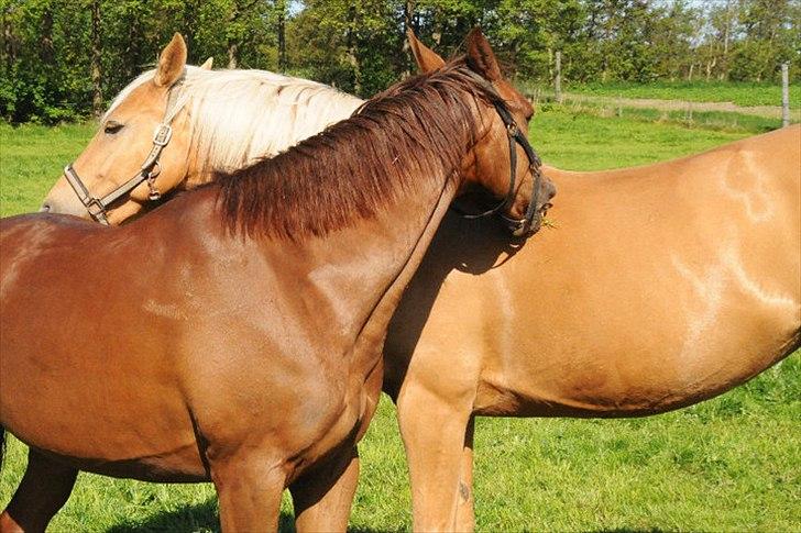 Anden særlig race Branco.  - kærsten ;) billede 19