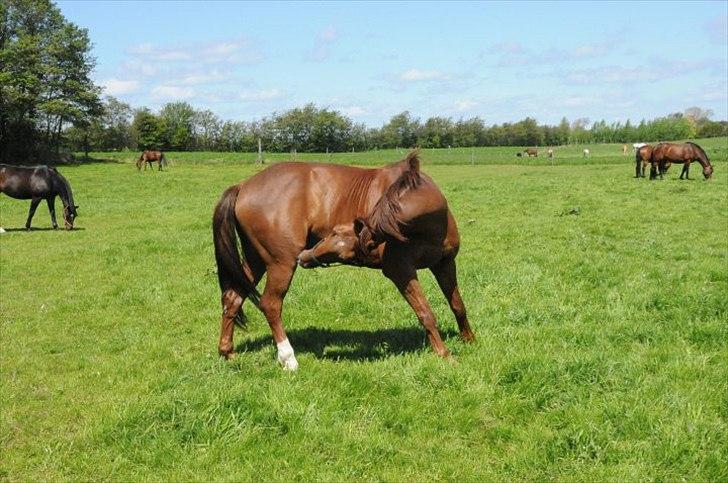 Anden særlig race Branco.  - klø klø :D billede 20