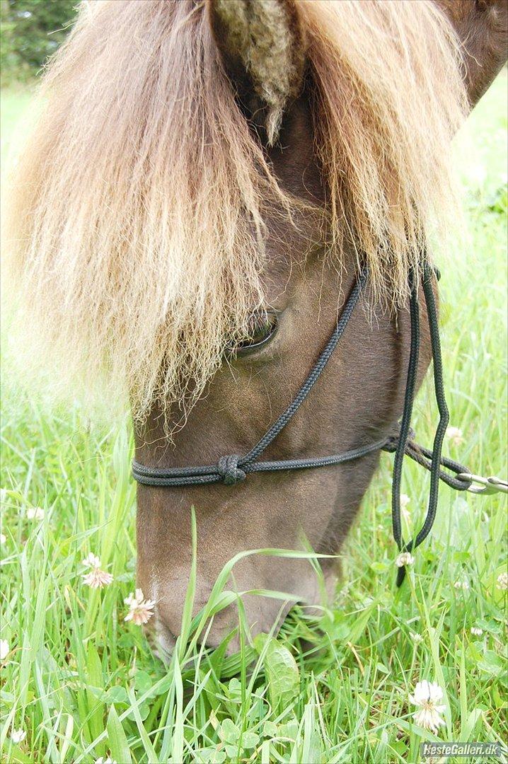 Islænder Stjarni Fra Alpedalslyst - Du er gløden indeni mig! Uden dig er jeg ingenting! :) Billede taget af Anne S. S. - Stald Shamrock/TAU  billede 13