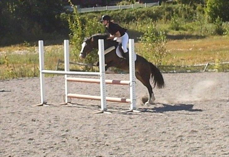 Norsk Sportspony Flying Amy - første og siste sprangstevne! billede 11