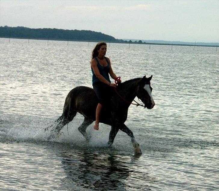 Norsk Sportspony Flying Amy - Danmark 2008, og mitt nåværende bosted<3 billede 14