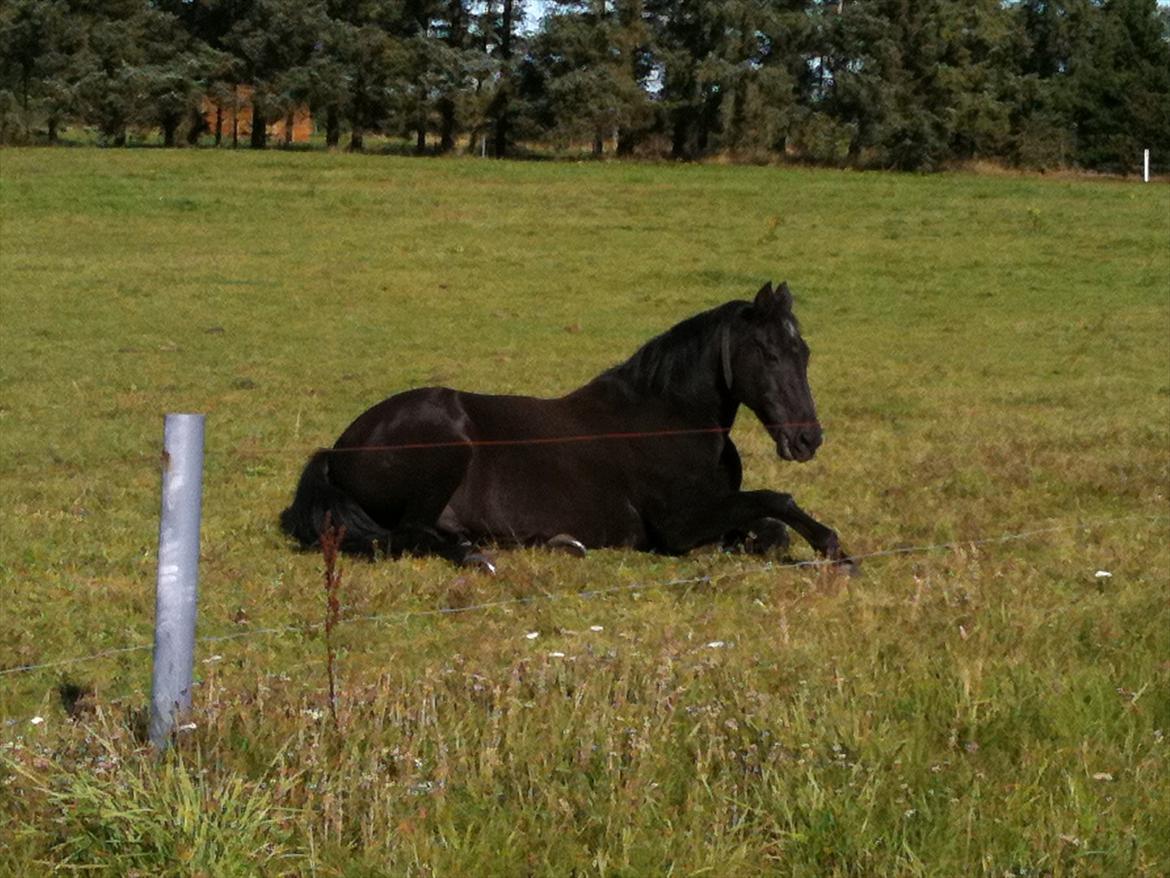 Anden særlig race Nevada - Arhh det er livet billede 6
