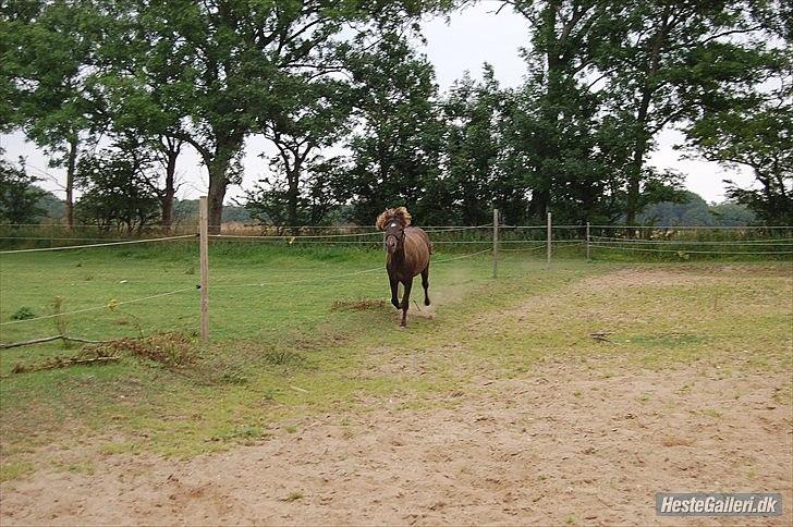 Islænder Stjarni Fra Alpedalslyst - Løber ivrigt hen imod et lille spring! :) Billede taget af Anne S. S. - Stald Shamrock/TAU  billede 17
