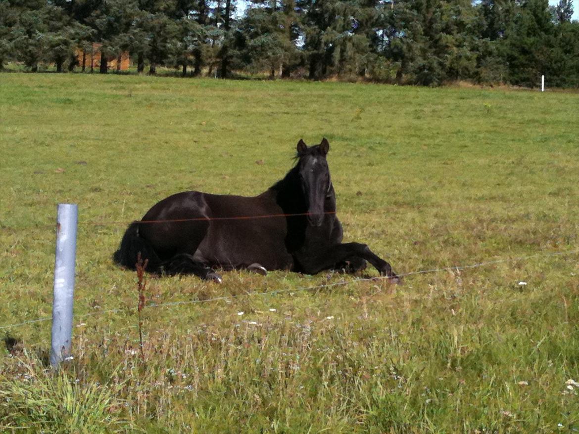 Anden særlig race Nevada billede 7