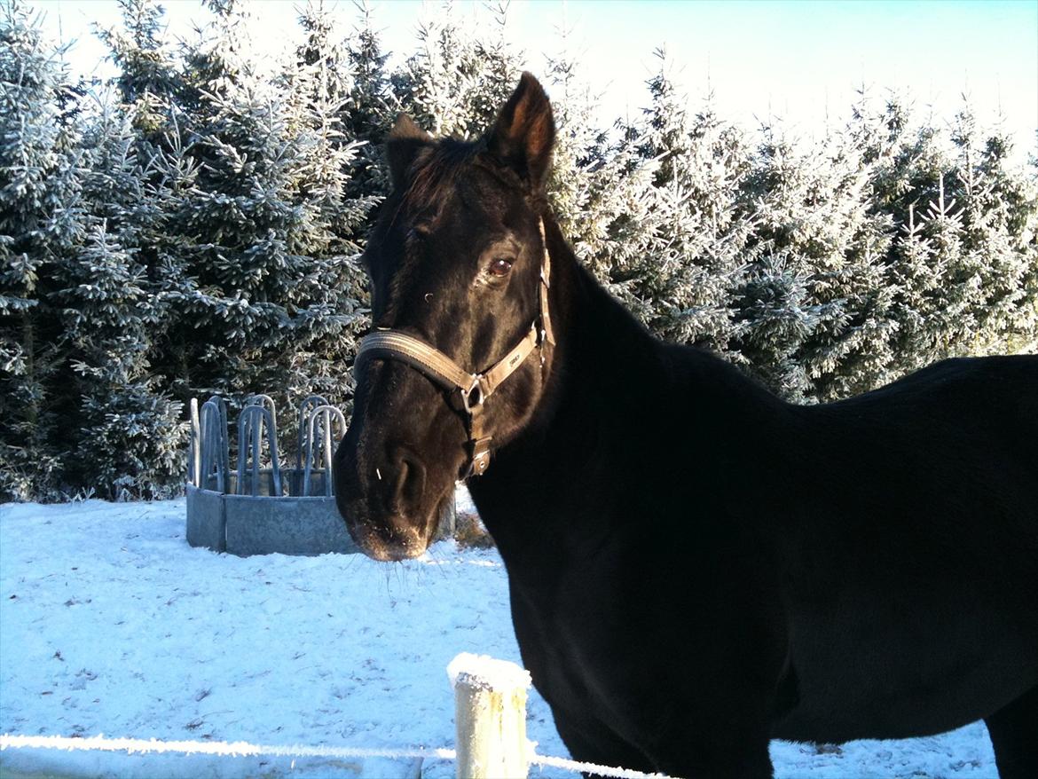 Anden særlig race Nevada billede 8