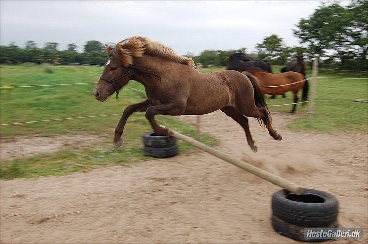 Islænder Stjarni Fra Alpedalslyst - Selvom du ikke får lov særlig tit, ELSKER du at springe! :) Ingen tvang ! :) Billede taget af Anne S. S. - Stald Shamrock/TAU  billede 19