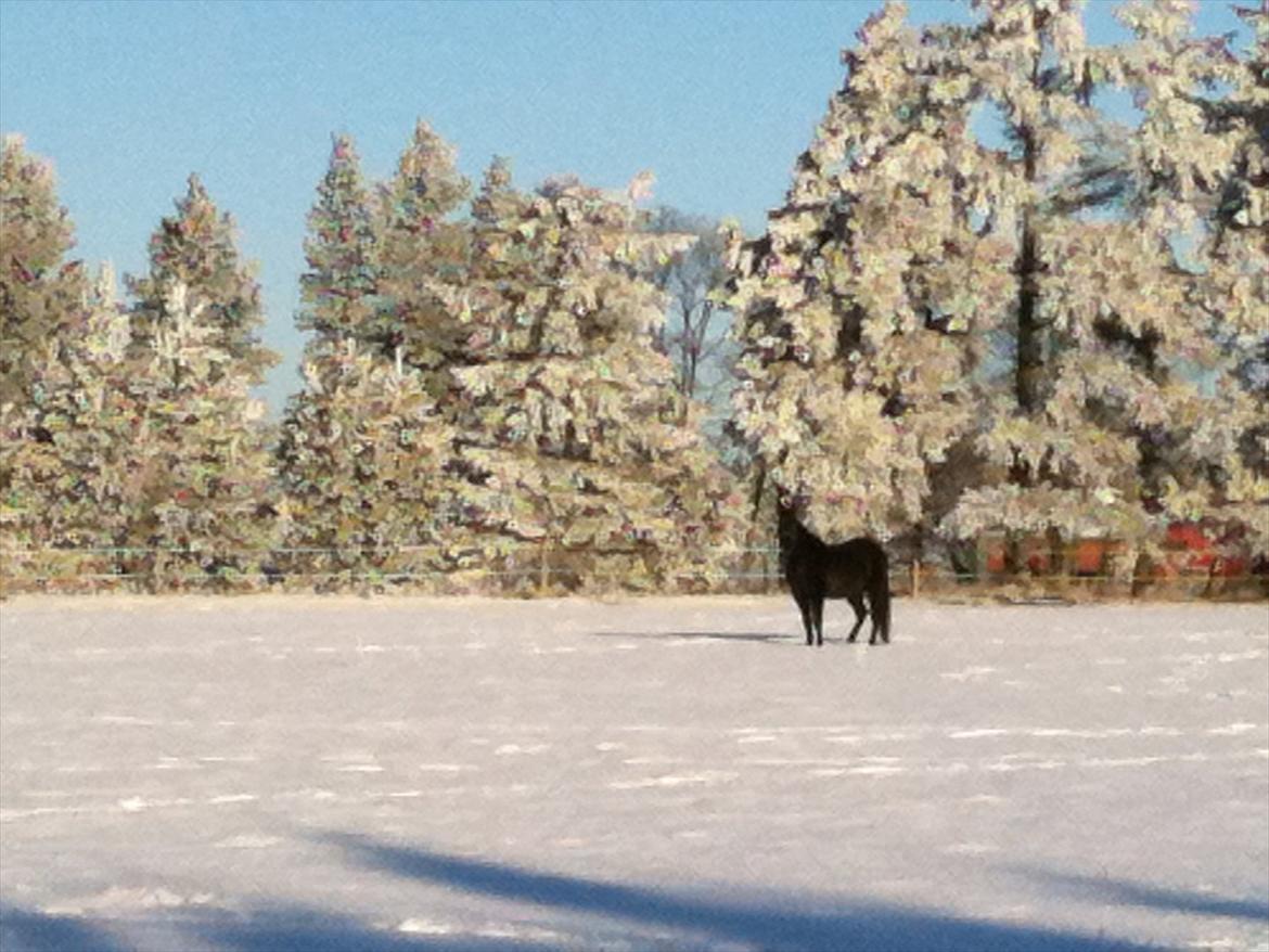 Anden særlig race Nevada billede 9