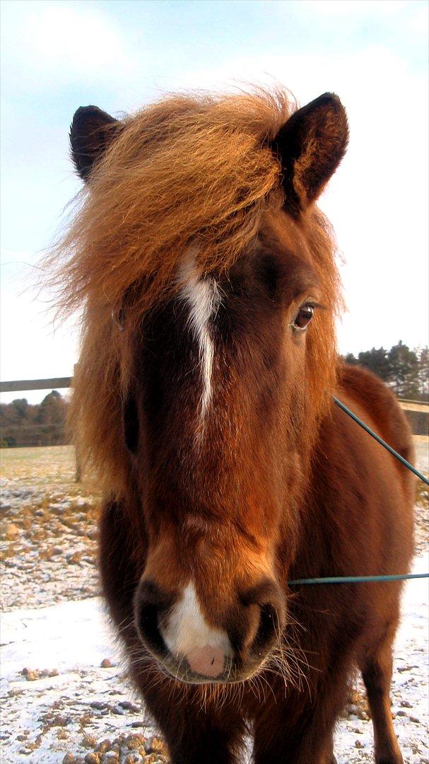 Islænder Sol fra Ærtebjerg billede 12