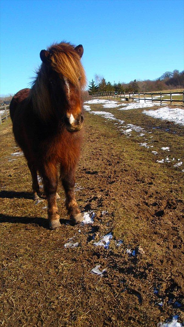 Islænder Sol fra Ærtebjerg billede 2