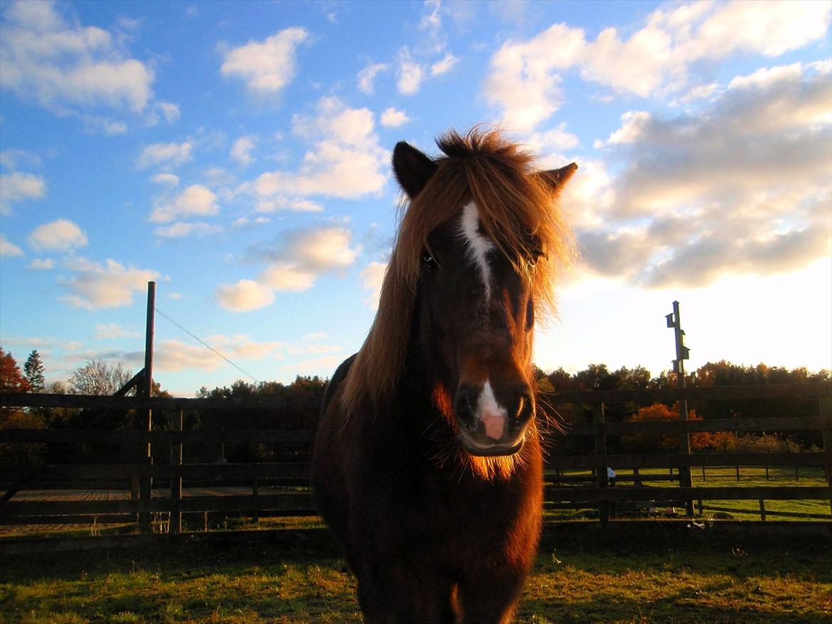 Islænder Sol fra Ærtebjerg billede 5