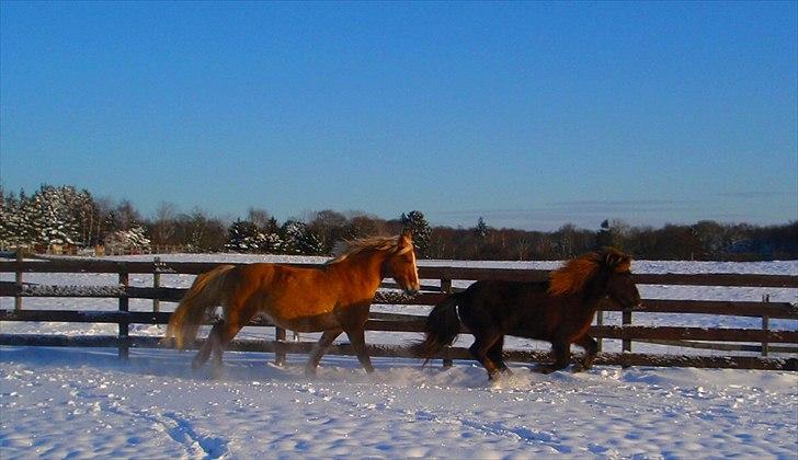 Islænder Sol fra Ærtebjerg - Pallo & Sol, billede 6