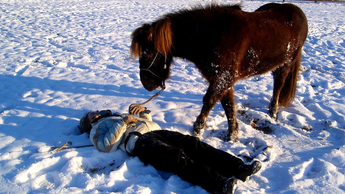 Islænder Sol fra Ærtebjerg - Overgivelse i sneen. billede 7