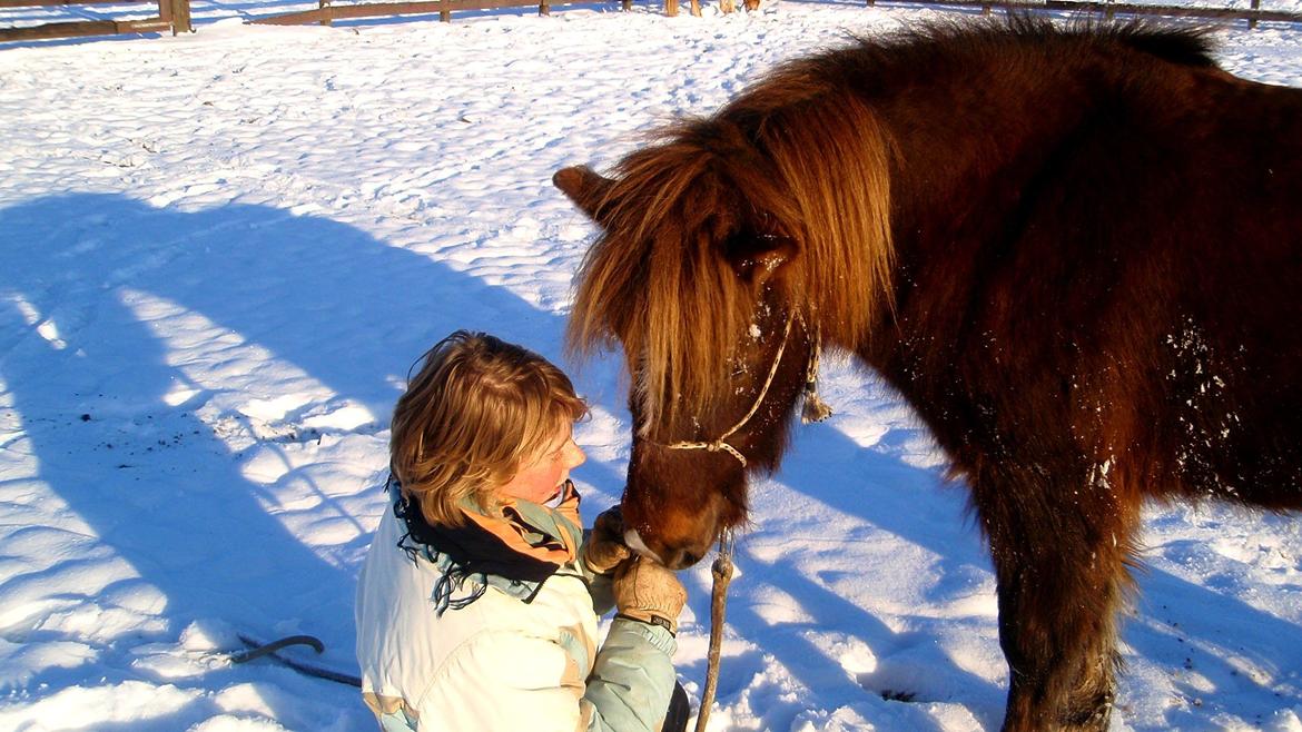 Islænder Sol fra Ærtebjerg billede 8