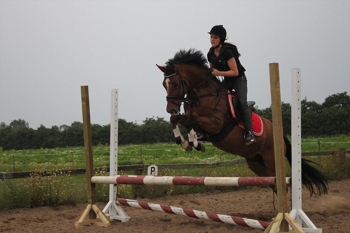 Anden særlig race  Pardo - A Part Of Me! :* - Foto: Tenna Andersen . billede 12