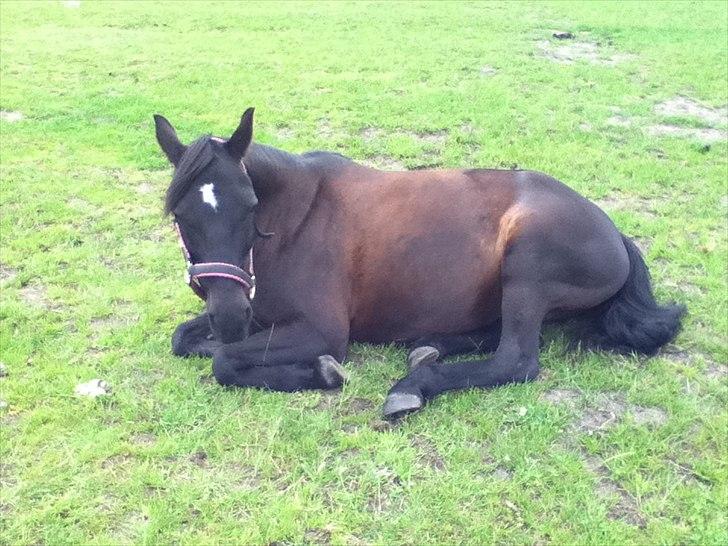Anden særlig race Dibsi  - dibsi der tager en slapper:)<333 billede 17