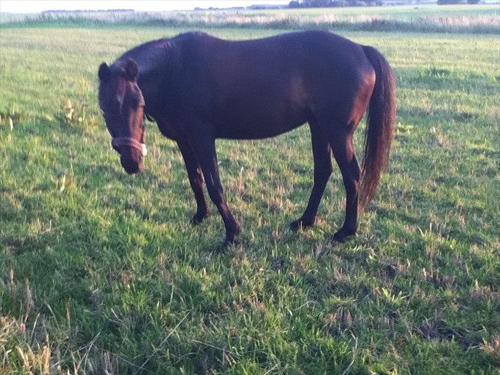 Anden særlig race Dibsi  - dibsi på marken;)<33  billede 16