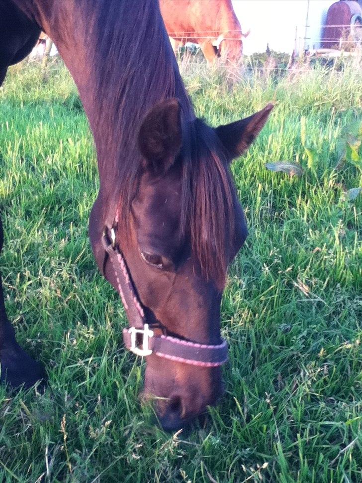 Anden særlig race Dibsi  - Velkommen til prinsesse Dibsi´s profil:) billede 1