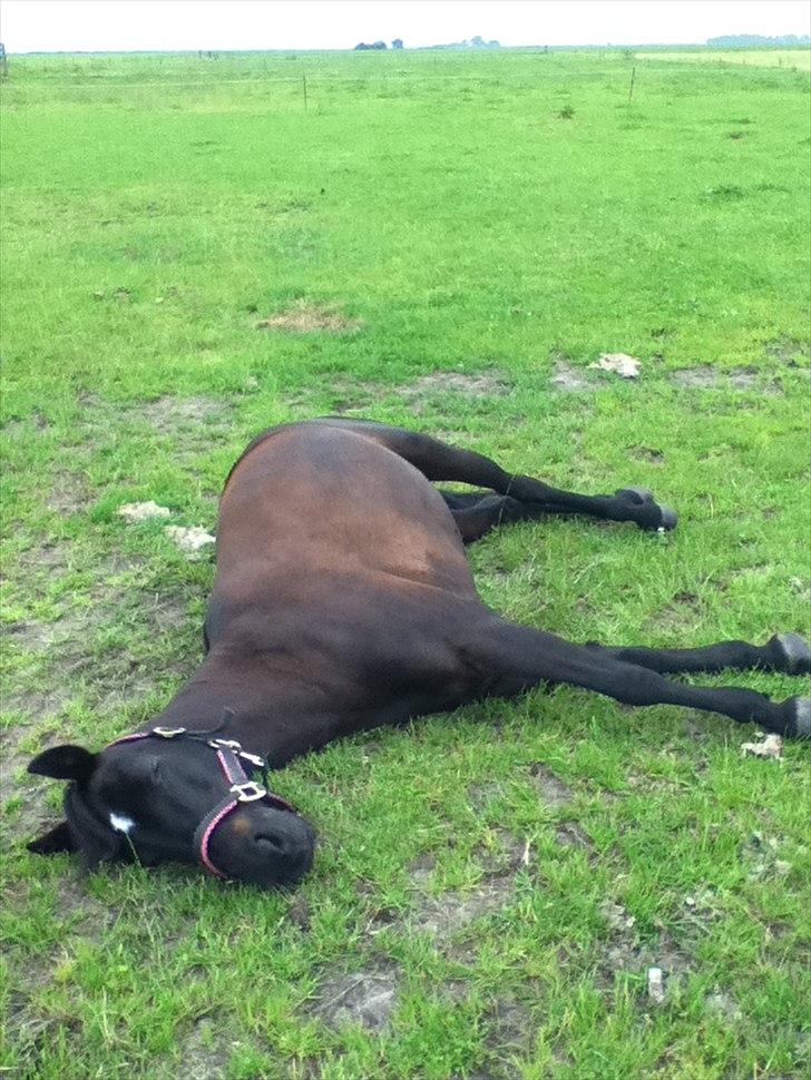 Anden særlig race Dibsi  - det blev bare for hårdt at ligge og kigge så jeg tog mig en ordenlig lur på marken:)<33 billede 18