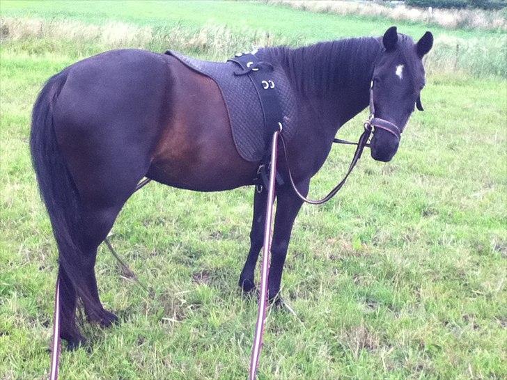 Anden særlig race Dibsi  - Første gang hun gik for lange liner;):) billede 2