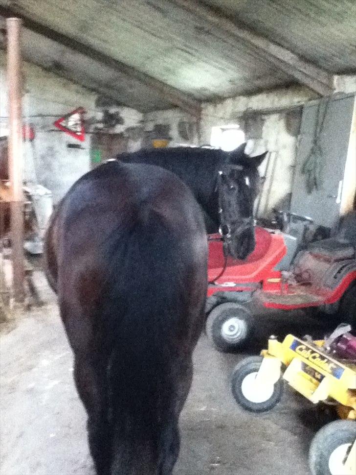 Anden særlig race Dibsi  - Når enden er god er alting godt:)<33 billede 15