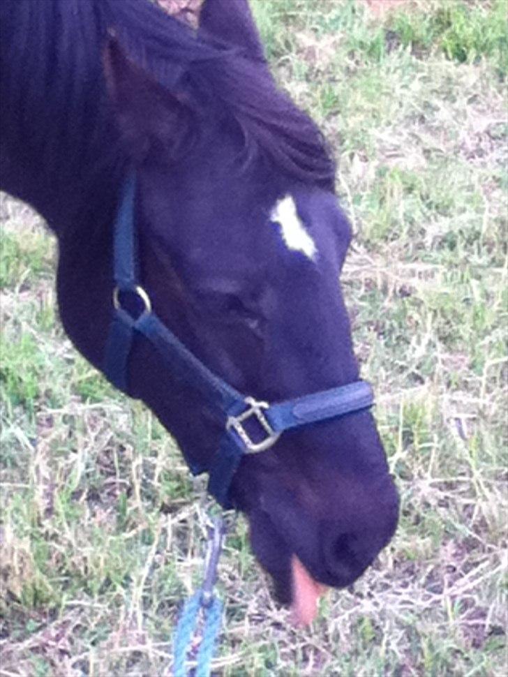 Anden særlig race Dibsi  - Sliksten smager godt;) billede 19