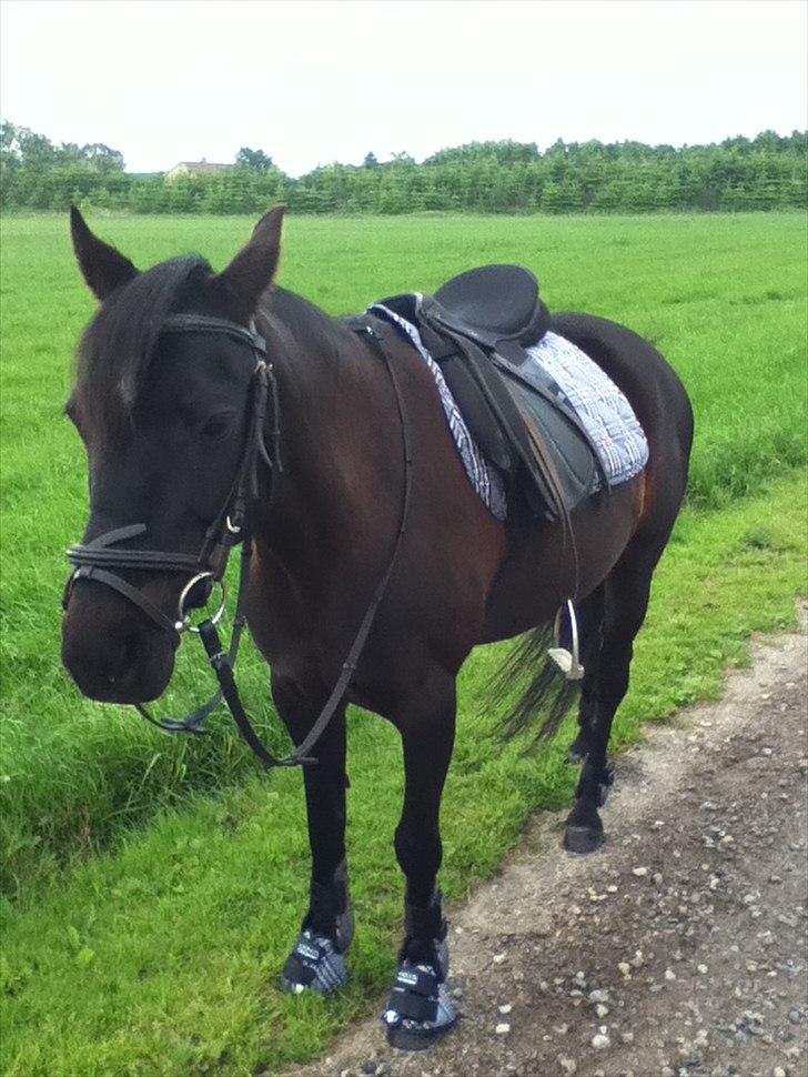 Anden særlig race Dibsi  - Nyt udstyr:) billede 3