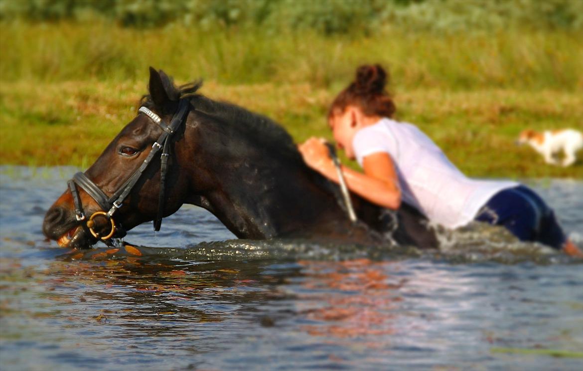 Anden særlig race Rubinja - SOLGT - verdens bedste pony <3. billede 10