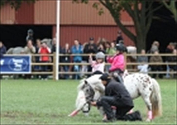 Knabstrupper Bøgelunds Pippi - knabstrupper show 2009 billede 8
