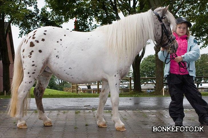Knabstrupper Bøgelunds Pippi - Kåring storhestedag 2009, desværre blev hun afvist pga. pintopræg... :0( billede 9