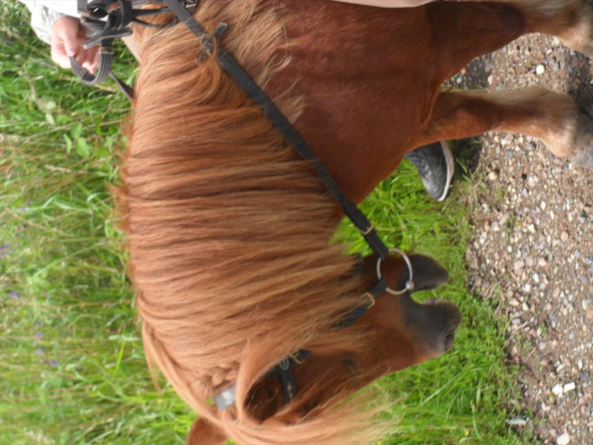 Shetlænder Balder billede 11