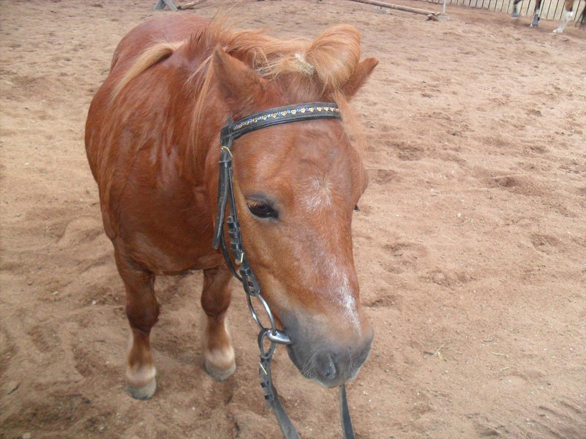 Shetlænder Balder billede 12