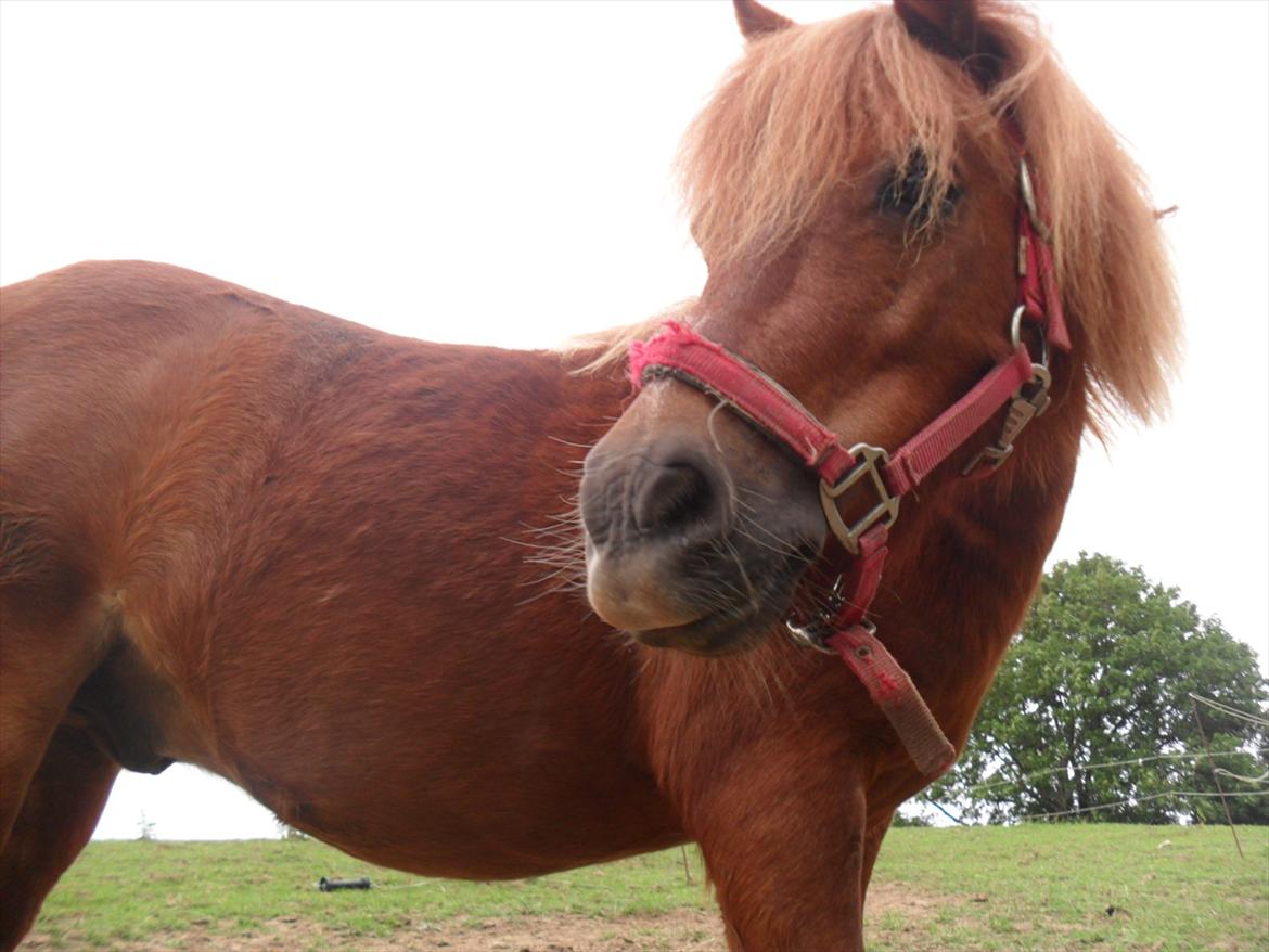 Shetlænder Balder billede 13