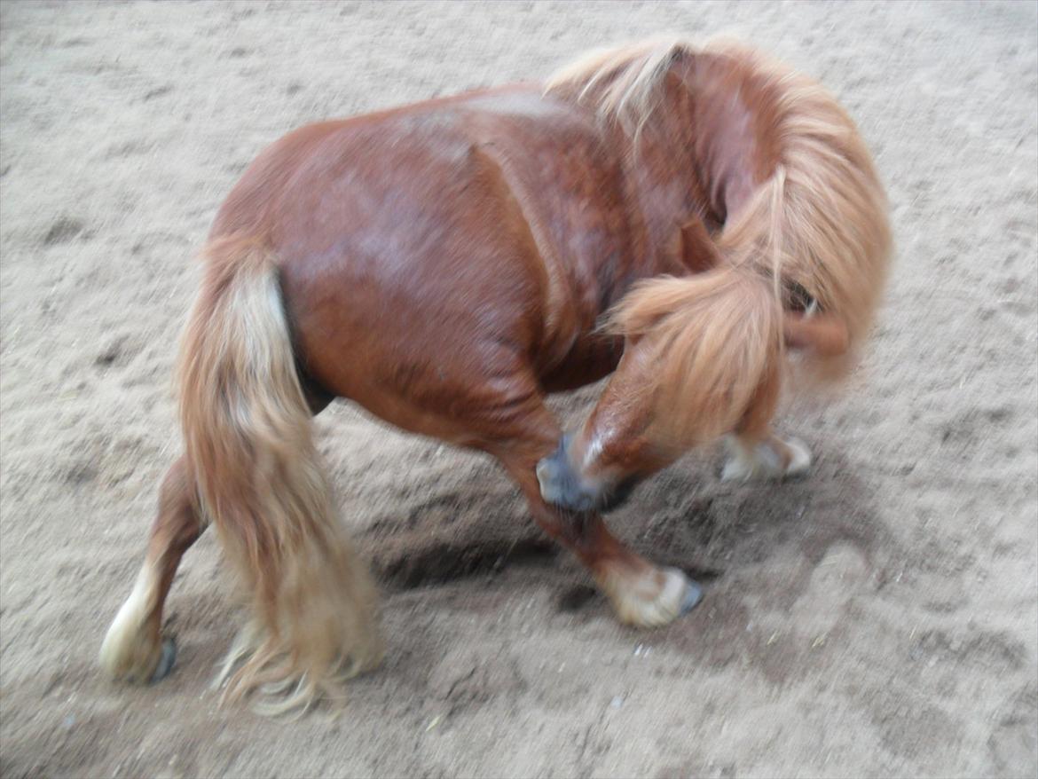 Shetlænder Balder billede 14