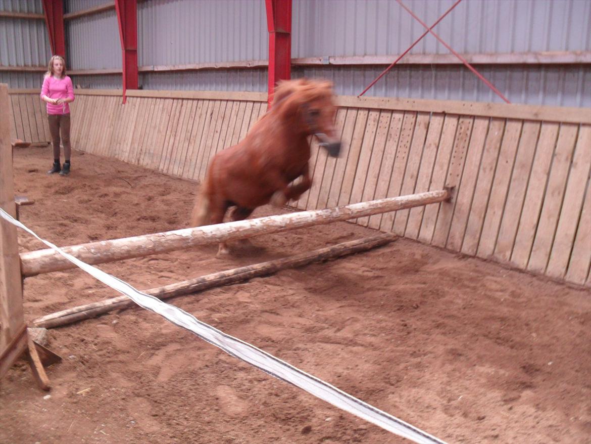 Shetlænder Balder billede 15