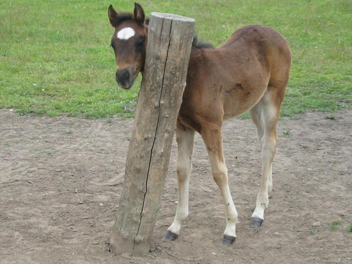 Anden særlig race Pennelope billede 3