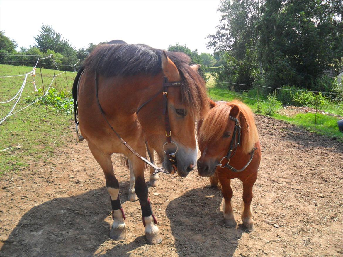 Shetlænder Balder billede 16