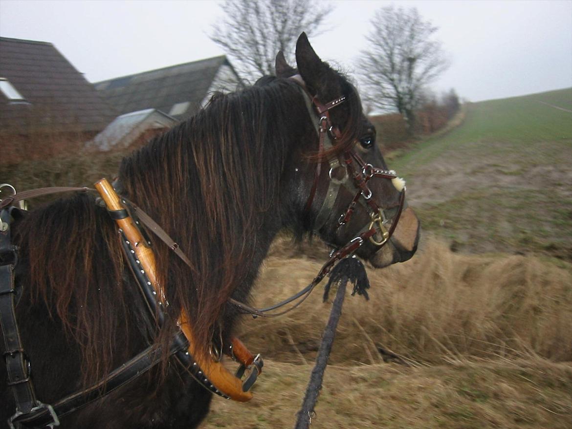 Anden særlig race Pennelope billede 5