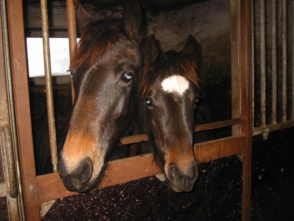 Anden særlig race Pennelope billede 6