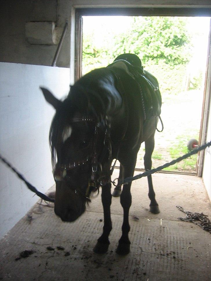 Anden særlig race Pennelope billede 8