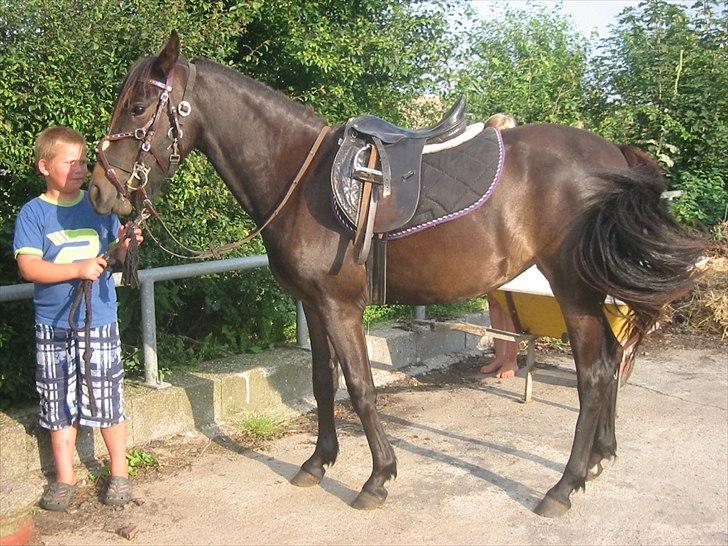 Anden særlig race Pennelope billede 9