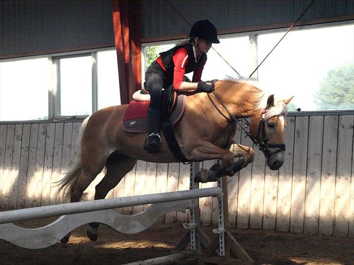 Tyroler Haflinger Kiwi - Kwi springer:-) med mig igen.
Foto: Kirstine.
2011. billede 16