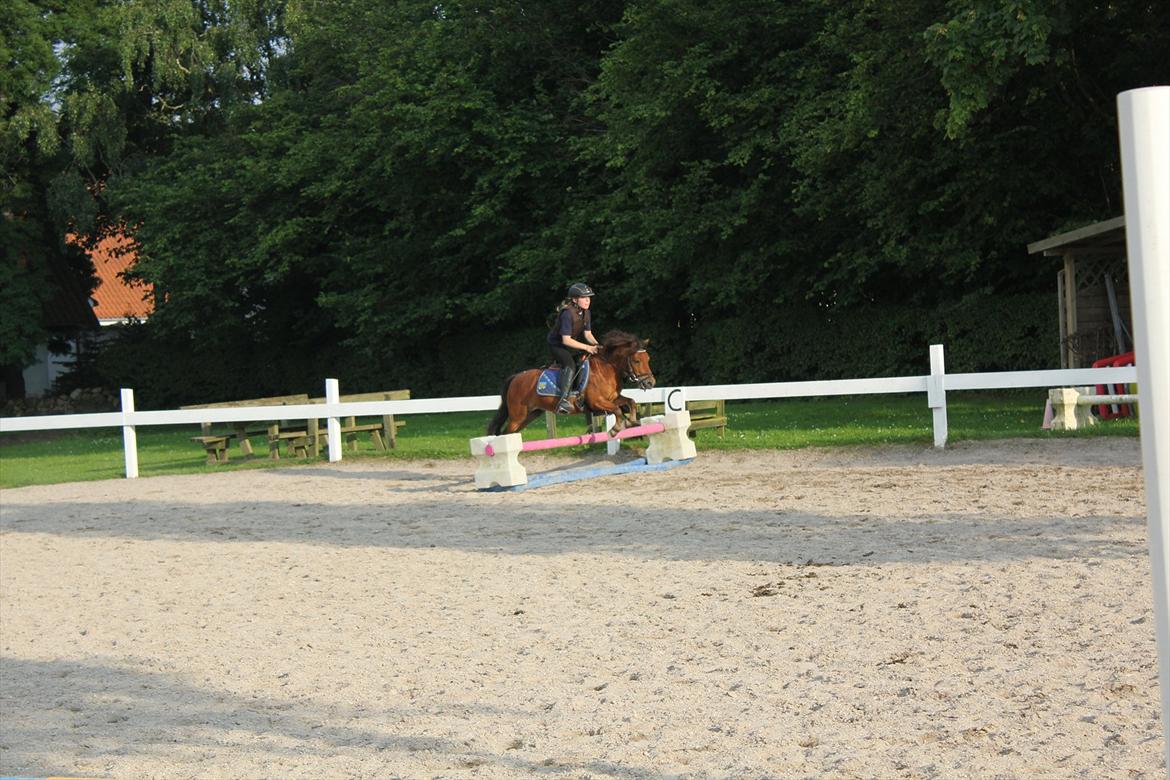 Shetlænder MR.Romeo billede 16