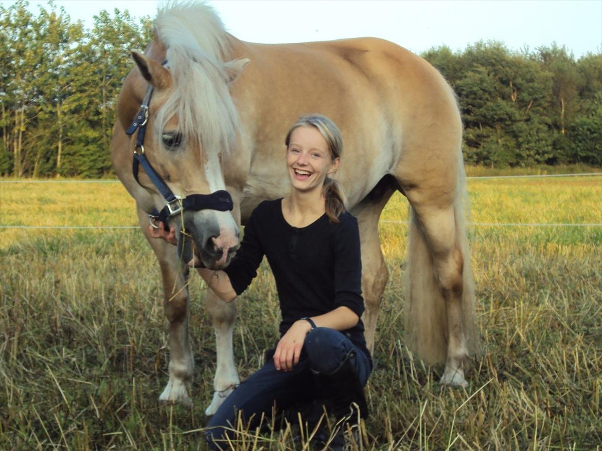Tyroler Haflinger Bonny - Hygge.... ;-) billede 4